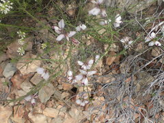 Polygala microlopha