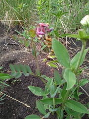Lathyrus pisiformis