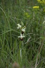 Ophrys fuciflora