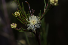Melaleuca nodosa
