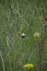 Ophrys fuciflora