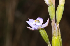 Thelymitra peniculata