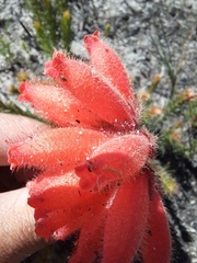 Erica cerinthoides cerinthoides