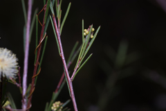 Melaleuca nodosa