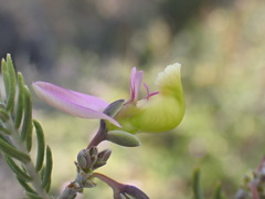 Polygala teretifolia