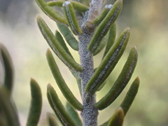 Polygala teretifolia