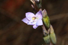 Thelymitra peniculata