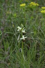 Ophrys fuciflora