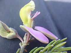 Polygala teretifolia