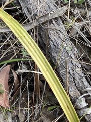 Thelymitra peniculata
