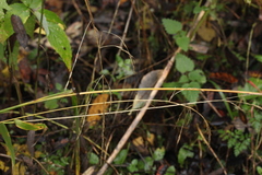 Lolium giganteum