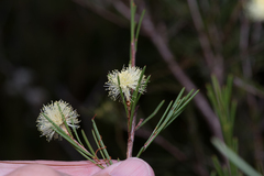 Melaleuca nodosa