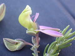 Polygala teretifolia