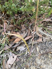 Thelymitra peniculata