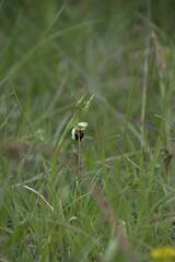Ophrys fuciflora
