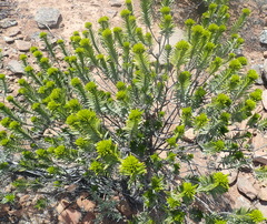 Pteronia fasciculata