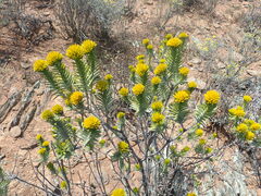 Pteronia fasciculata