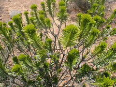 Pteronia fasciculata