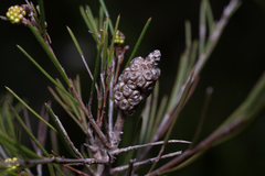 Melaleuca nodosa