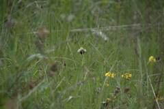 Ophrys fuciflora