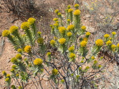 Pteronia fasciculata