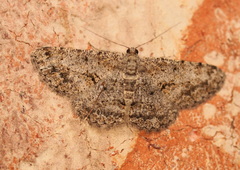 Psilalcis isombra