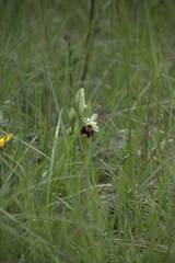 Ophrys fuciflora