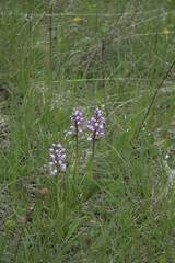 Orchis militaris