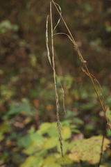 Lolium giganteum