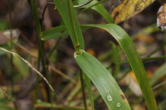 Lolium giganteum