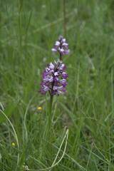 Orchis militaris