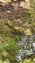 Phylloscopus trochilus