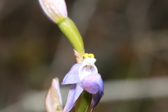 Thelymitra