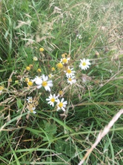 Tripleurospermum maritimum