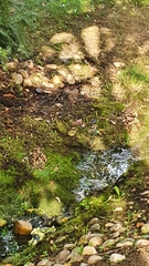 Phylloscopus trochilus