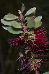 Melaleuca pachyphylla