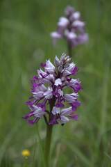 Orchis militaris