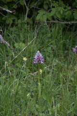 Orchis militaris