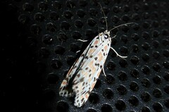 Utetheisa pulchelloides