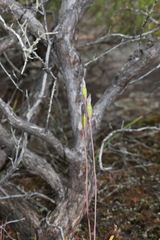 Thelymitra