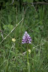 Orchis militaris