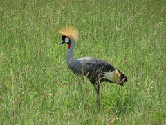 Balearica regulorum