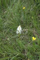 Orchis militaris