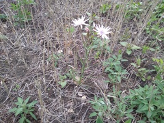 Scorzonera purpurea