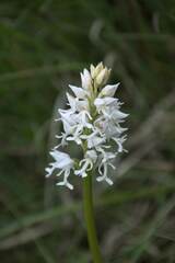 Orchis militaris