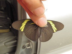 Pereute charops charops