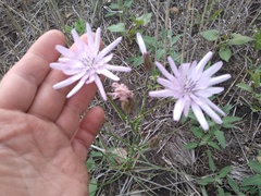 Scorzonera purpurea