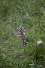 Orchis militaris