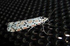 Utetheisa pulchelloides