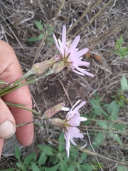 Scorzonera purpurea